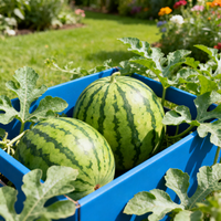 Wassermelonen Samen Blau für den Garten – Traditionell, nicht gentechnisch verändert
