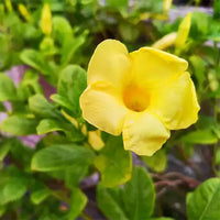 Pentalinon Luteum Blumensamen zur Aussaat robust Sorte Traditionssorte & ohne Gentechnik Samen Hausgarten