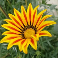 Rot Gelb Mittagsgold Blumensamen Aussaat