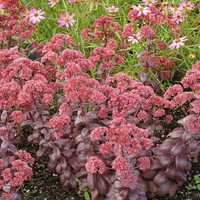 Sedum Blumensamen zur Aussaat – leuchtend Blüten Traditionssorte & ohne Gentechnik Samen Hausgarten