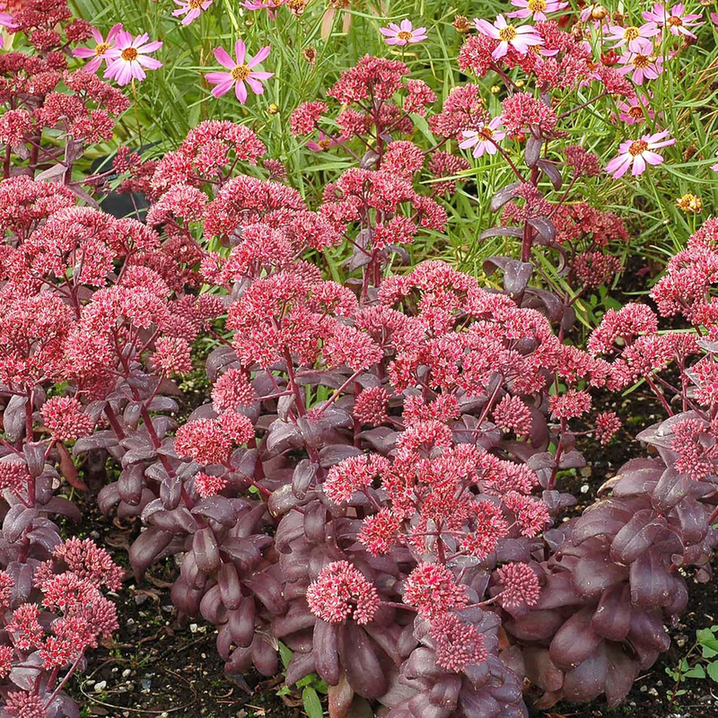 Sedum Blumensamen zur Aussaat – leuchtend Blüten Traditionssorte & ohne Gentechnik Samen Hausgarten