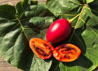 Tamarillo Frucht samen für einfaches Anpflanzen
