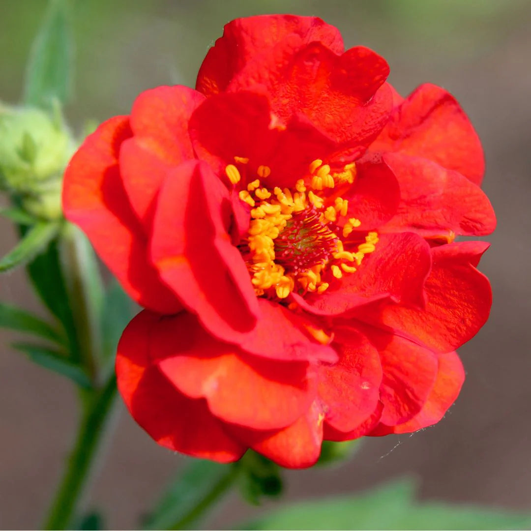 Geum Rossii Blumensamen zur Aussaat – hochwertige Qualitäts- – Traditionssorte & ohne Gentechnik Samen Hausgarten