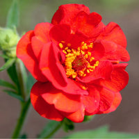 Geum Rossii Blumensamen zur Aussaat – hochwertige Qualitäts- – Traditionssorte & ohne Gentechnik Samen Hausgarten
