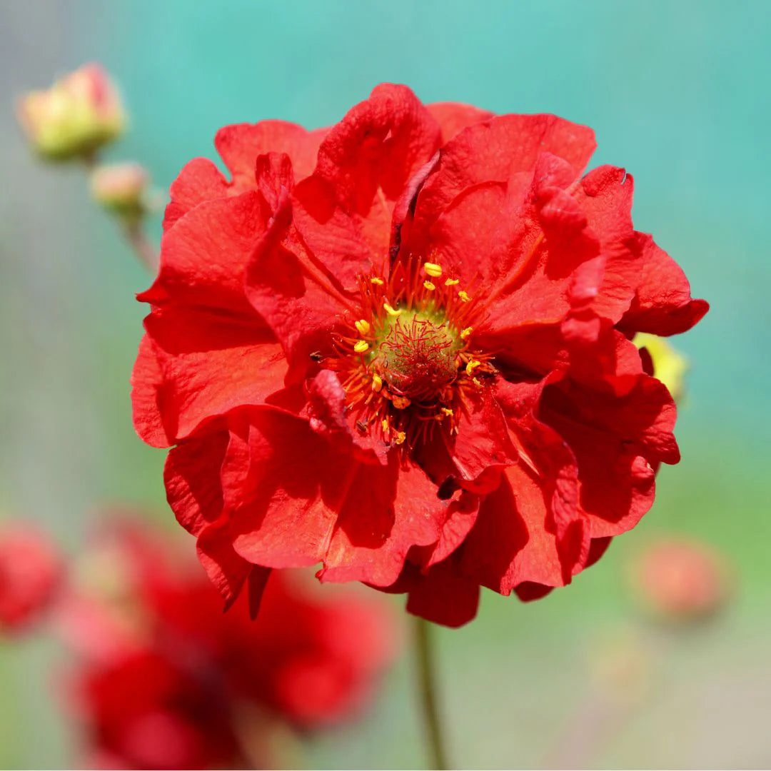 Geum Rossii Blumensamen zur Aussaat – hochwertige Qualitäts- – Traditionssorte & ohne Gentechnik Samen Hausgarten