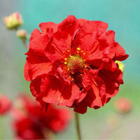 Geum Rossii Blumensamen zur Aussaat – hochwertige Qualitäts- – Traditionssorte & ohne Gentechnik Samen Hausgarten