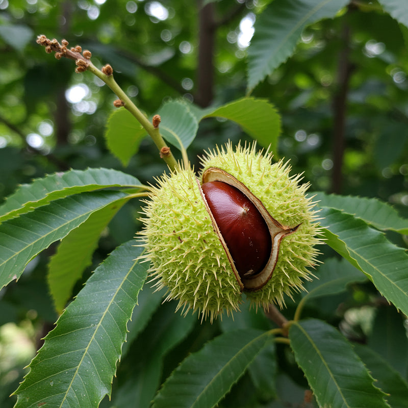Chinquapin-Kastanienbaum Samen zum Pflanzen – Alte, gentechnikfreie Bio-Gartensamen