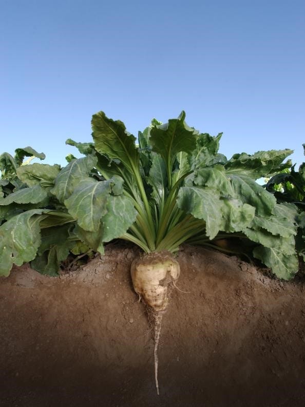 Cream Sugar Beet Samen for Home Garden Planting