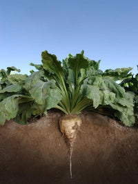 Cream Sugar Beet Samen for Home Garden Planting