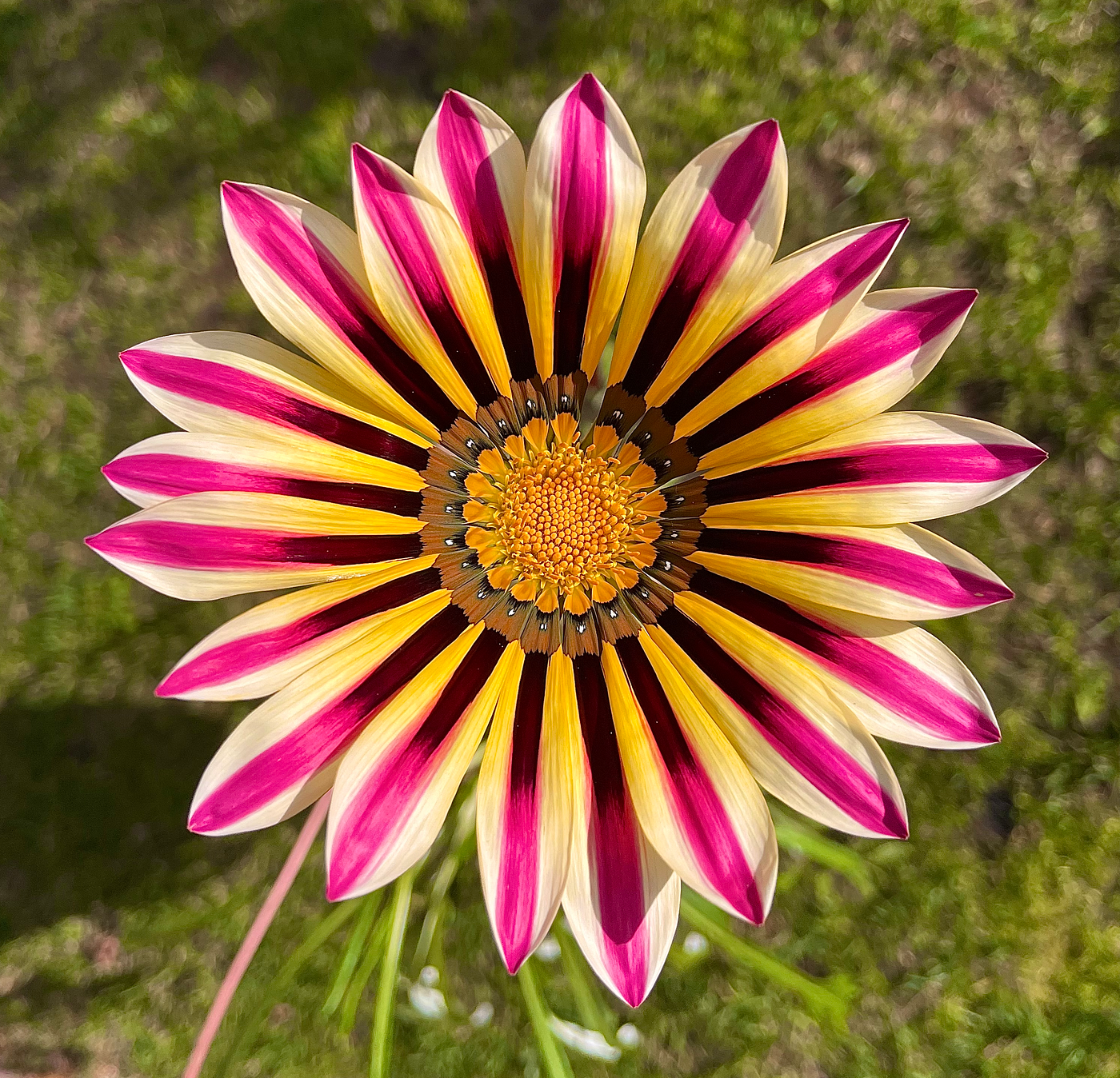 Violett Rigens Blumensamen zur Aussaat – Wildblume Mischung – Traditionssorte & ohne Gentechnik Samen Hausgarten