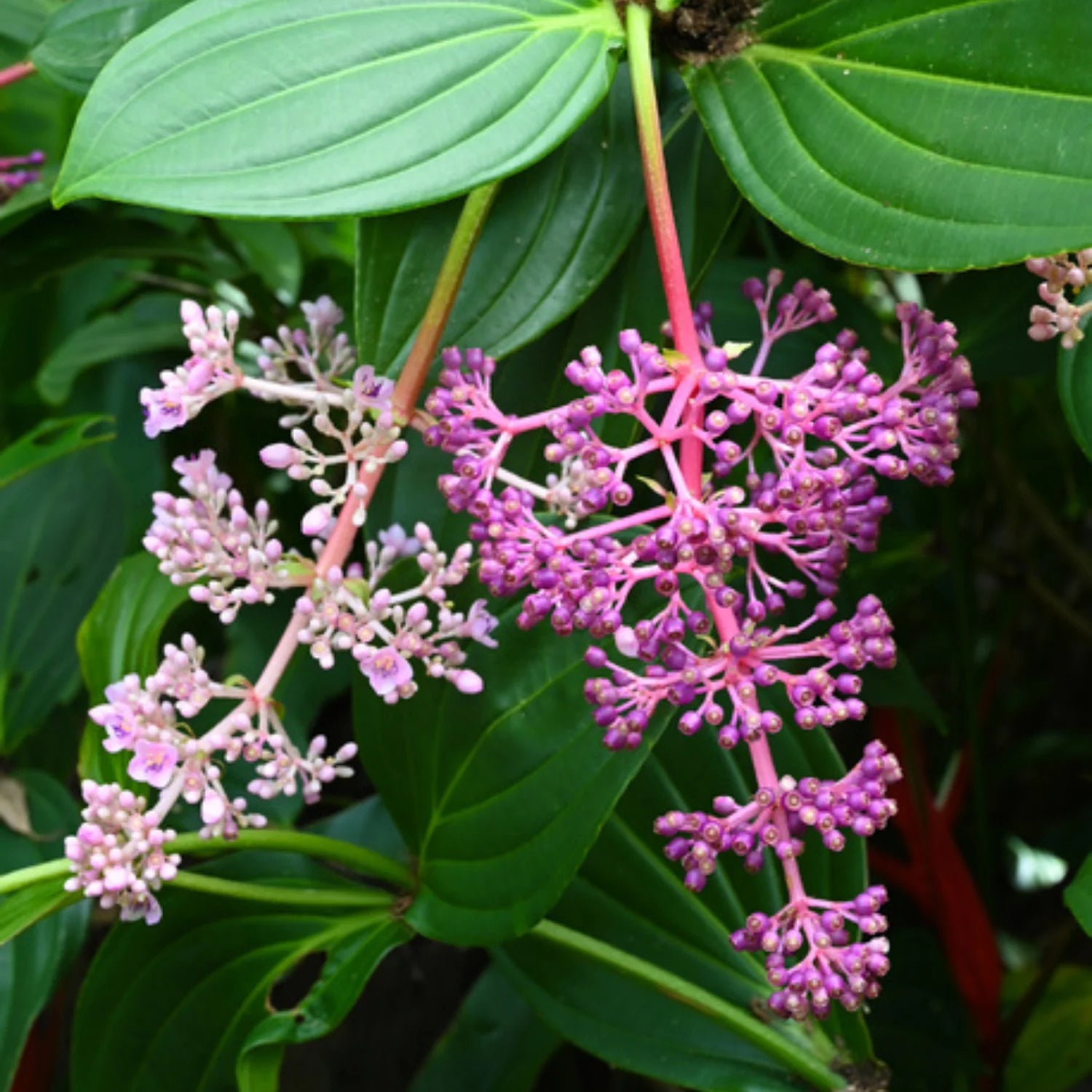 Medinilla Magnifica Samen exotisch Blume Aussaat