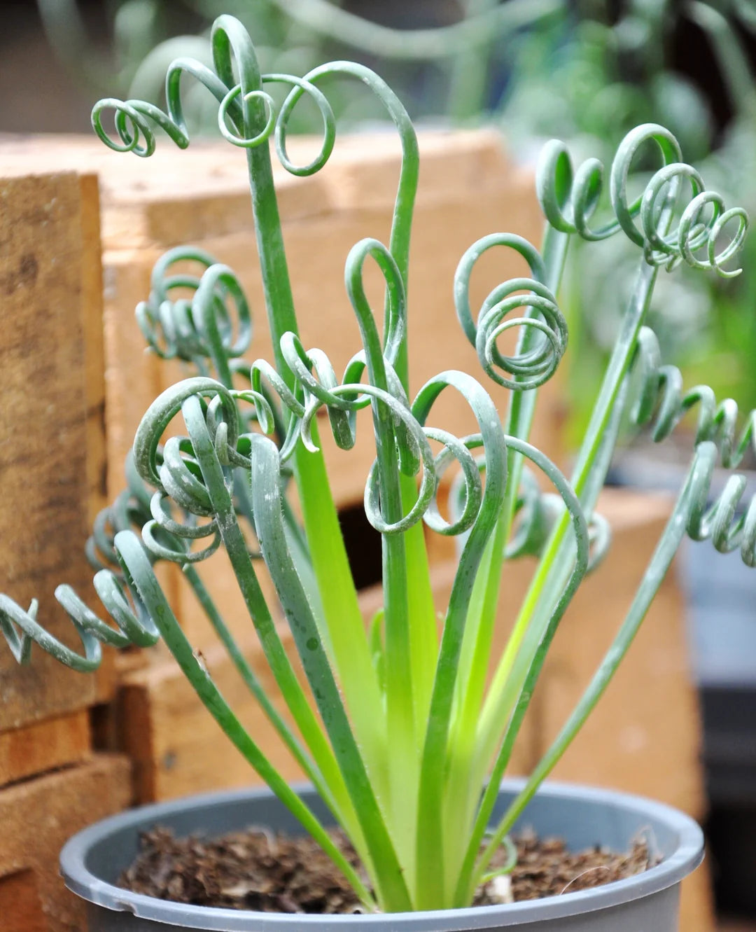 Curly Twisted Blumensamen zur Aussaat – ideal Rabatten – Traditionssorte & ohne Gentechnik Samen Hausgarten