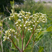 Dogbane Blumensamen zur Aussaat – Bestäuber freundlich Traditionssorte & ohne Gentechnik Samen Hausgarten