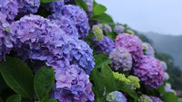 Blau Lila Hortensie Blumensamen zur Aussaat – Anzucht – Traditionssorte & ohne Gentechnik Samen Hausgarten