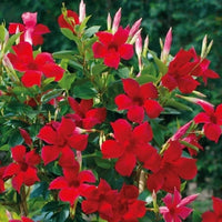 Sanderi Blumensamen zur Aussaat Halbschatten verträglich Traditionssorte & ohne Gentechnik Samen Hausgarten
