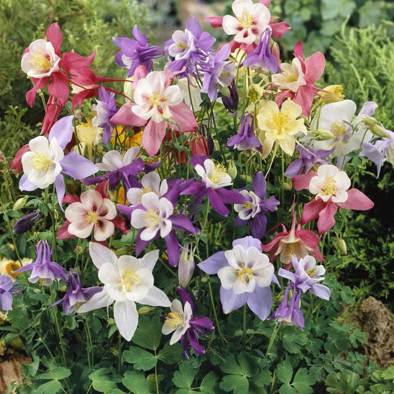 Tower Columbine Blumensamen zur Aussaat – sonnenliebend Traditionssorte & ohne Gentechnik Samen Hausgarten