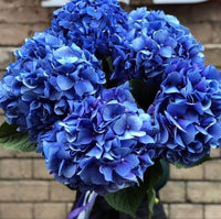 Sky blau hydrangea samen for vibrant blume anpflanzung
