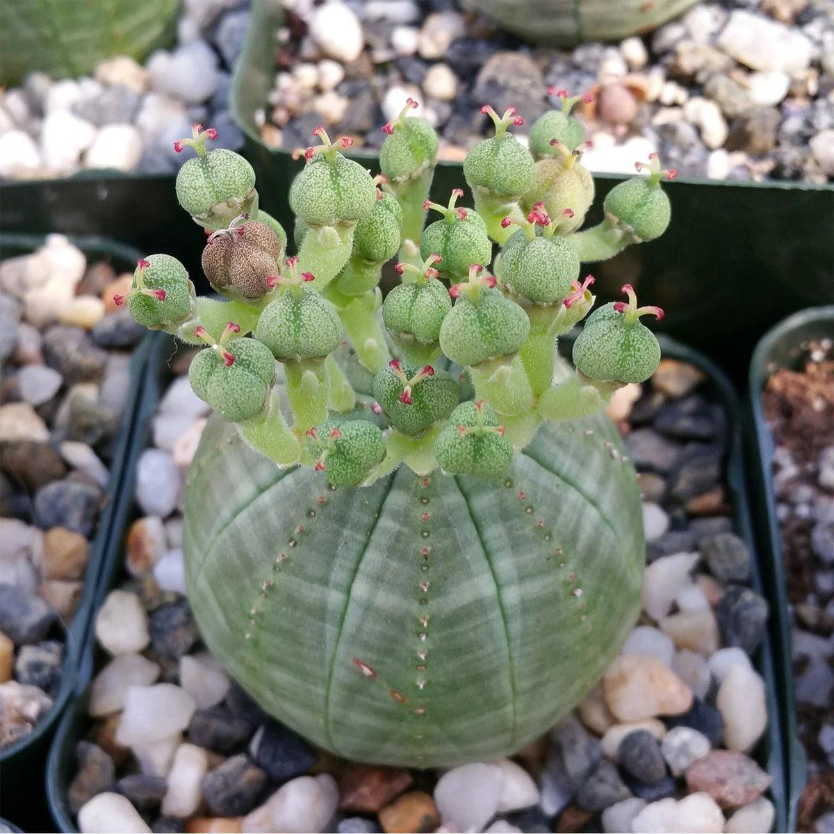 Euphorbia Obesa Baseball Blumensamen zur Aussaat lang Blüte Saison Traditionssorte & ohne Gentechnik Samen Hausgarten