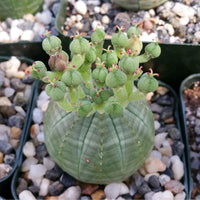 Euphorbia Obesa Baseball Blumensamen zur Aussaat lang Blüte Saison Traditionssorte & ohne Gentechnik Samen Hausgarten