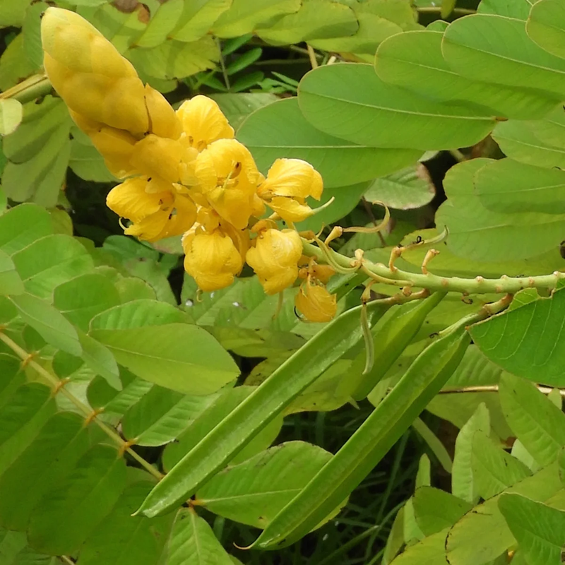 Senna Alata Blumensamen zur Aussaat – ideal Rabatten Traditionssorte & ohne Gentechnik Samen Hausgarten