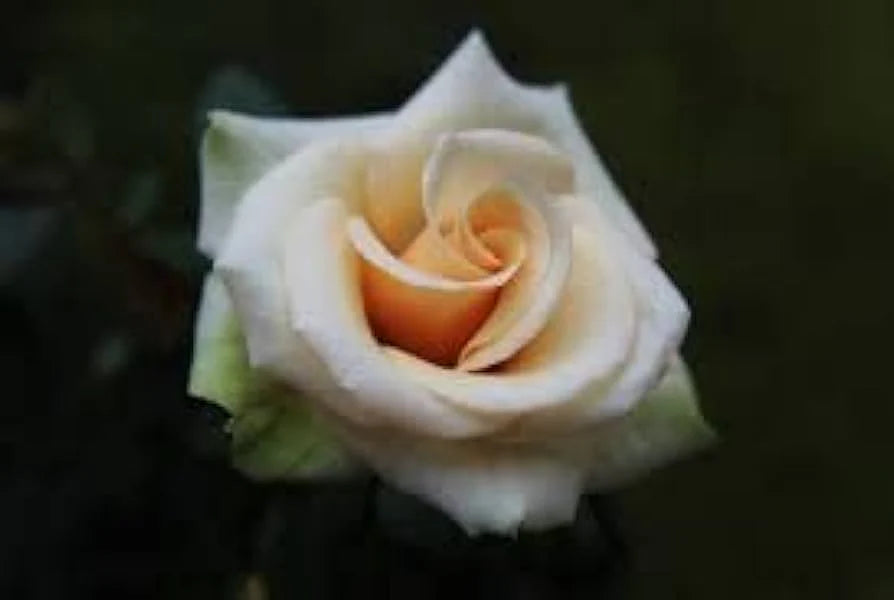 Creme Dragon Rose Blumensamen zur Aussaat – Halbschatten verträglich – Traditionssorte & ohne Gentechnik Samen Hausgarten