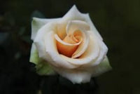 Creme Dragon Rose Blumensamen zur Aussaat – Halbschatten verträglich – Traditionssorte & ohne Gentechnik Samen Hausgarten
