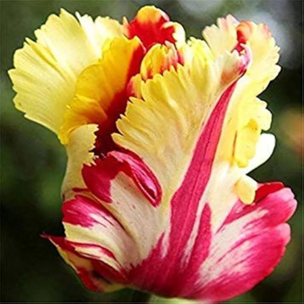 TulpeBirnen Blumensamen zur Aussaat hochwertige Qualitäts- Traditionssorte & ohne Gentechnik Samen Hausgarten