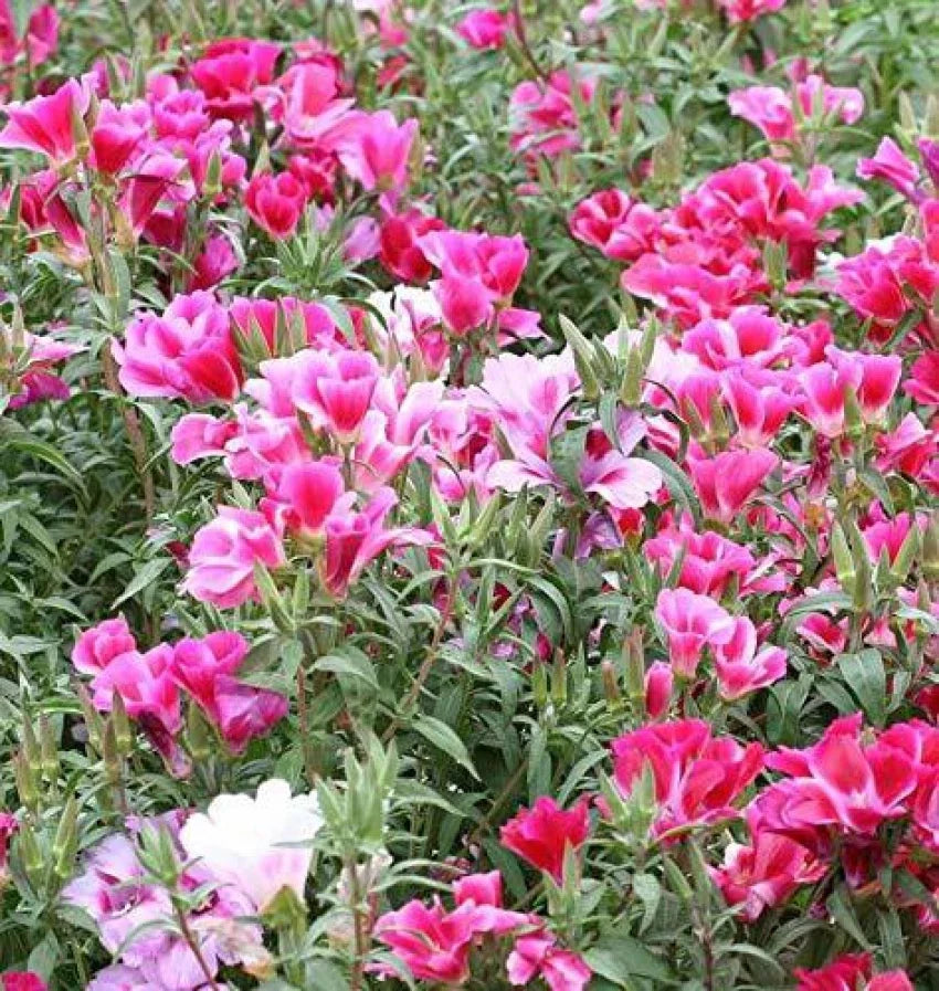 Rosa Clarkia Amoena Blumensamen zur Aussaat – duftend Blüten – Traditionssorte & ohne Gentechnik Samen Hausgarten
