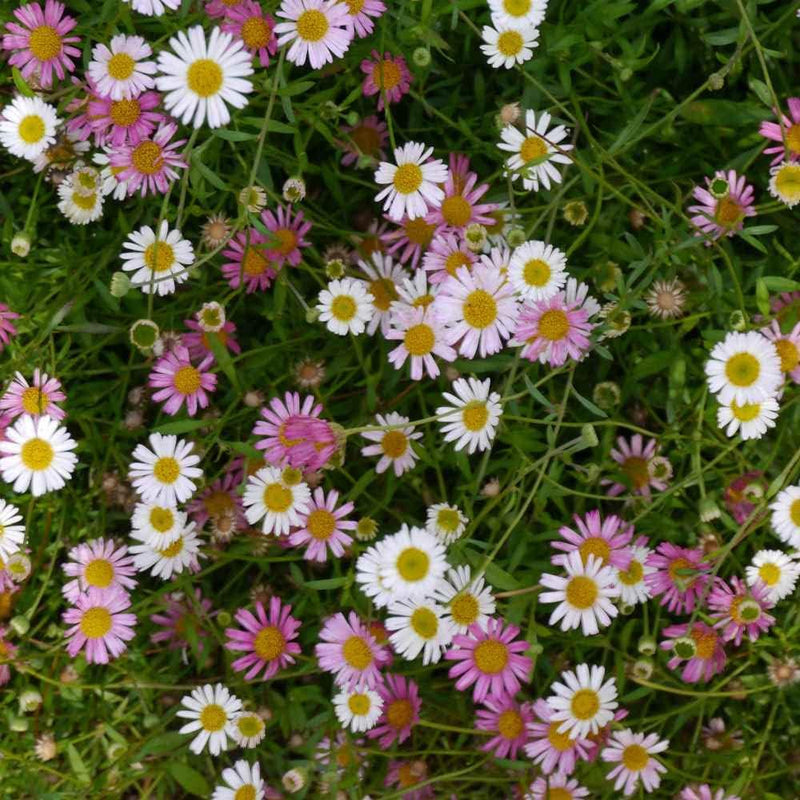 Santa Barbara Blumensamen zur Aussaat – Garten beliebt Traditionssorte & ohne Gentechnik Samen Hausgarten