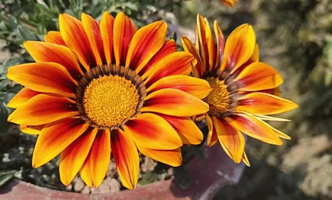 Mittagsgold Blumensamen zur Aussaat Anzucht Traditionssorte & ohne Gentechnik Samen Hausgarten