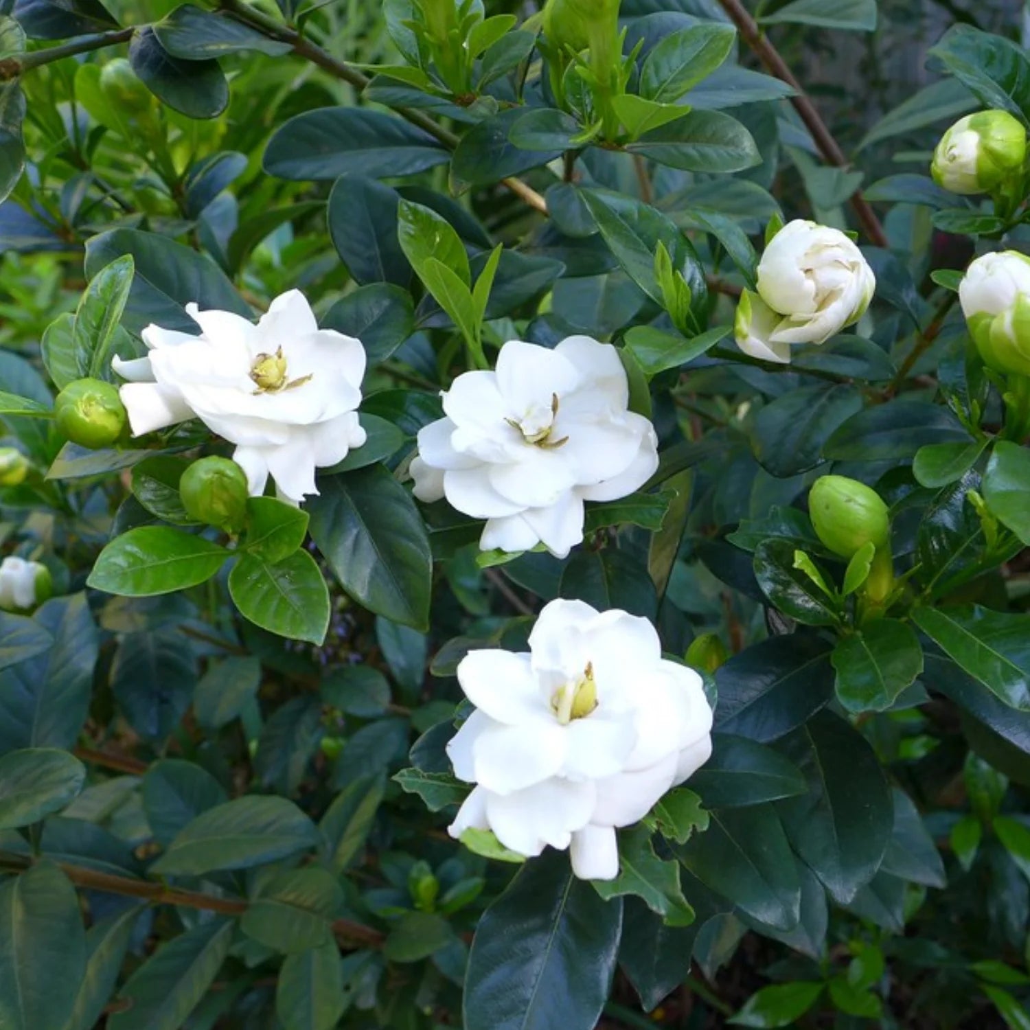 Weiß Gardenia Jasminoides Blumensamen zur Aussaat robust Sorte Traditionssorte & ohne Gentechnik Samen Hausgarten
