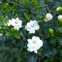 Weiß Gardenia Jasminoides Blumensamen zur Aussaat robust Sorte Traditionssorte & ohne Gentechnik Samen Hausgarten