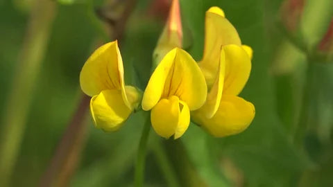 Dolichos Biflorus Blumensamen zur Aussaat – Bestäuber freundlich – Traditionssorte & ohne Gentechnik Samen Hausgarten