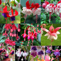 Gemischt gefüllt Petal Fuchsie Blumensamen zur Aussaat