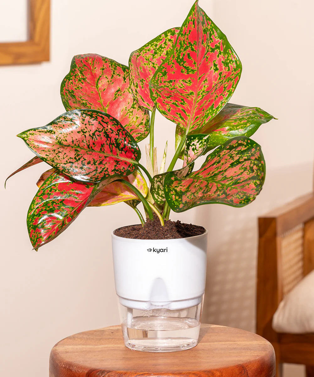 Aglaonema Blumensamen zur Aussaat Landhaus Garten wichtig Traditionssorte & ohne Gentechnik Samen Hausgarten