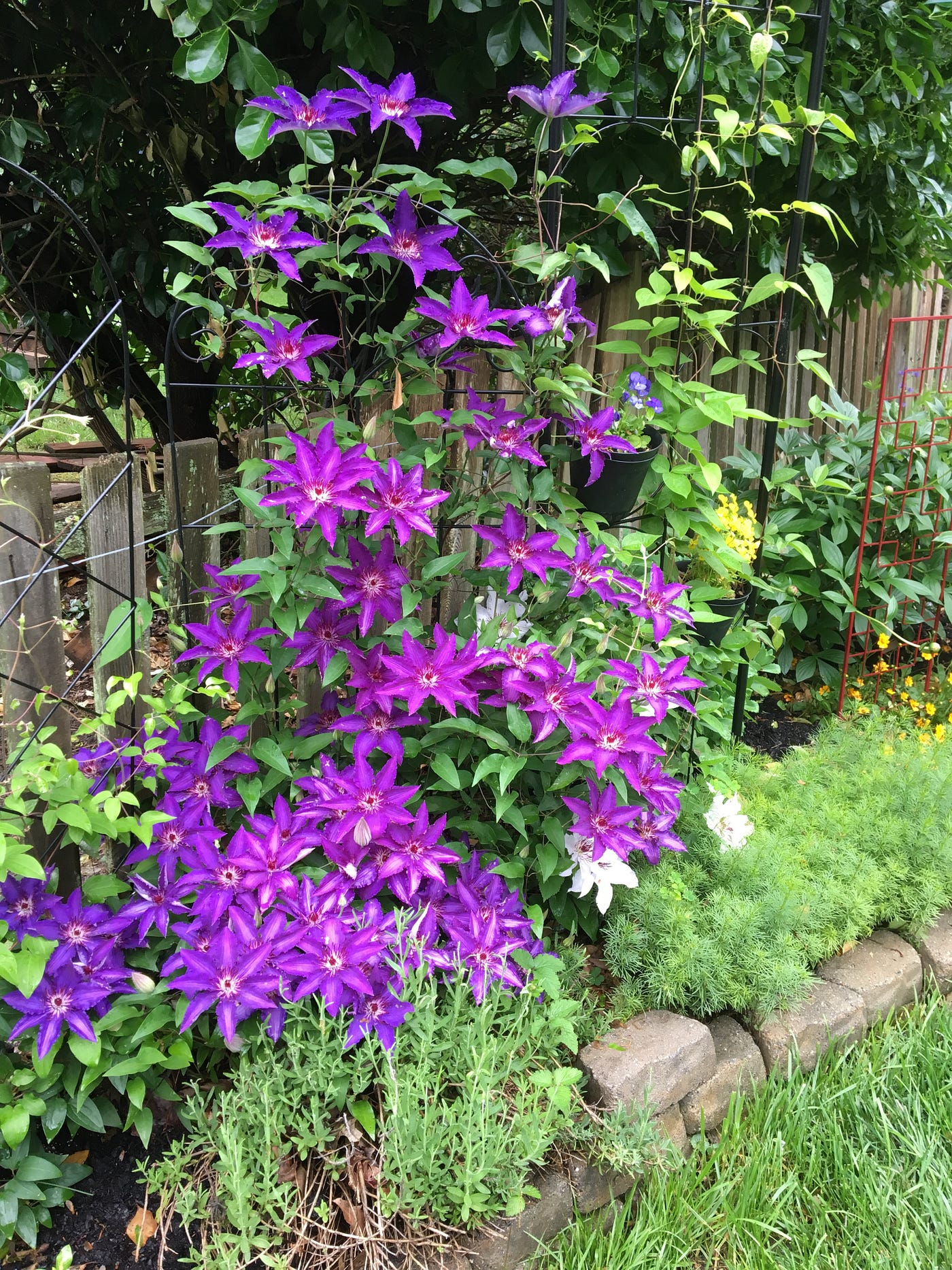 Waldrebe kletternd Blumensamen zur Aussaat leuchtend Traditionssorte & ohne Gentechnik Samen Hausgarten