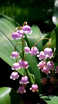 Violett Bell Orchidee Blumensamen zur Aussaat Landhaus Garten wichtig Traditionssorte & ohne Gentechnik Samen Hausgarten
