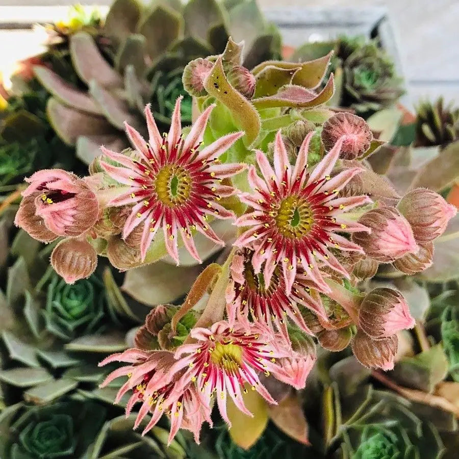 Gemischt Sempervivum Blumensamen zur Aussaat – Bestäuber freundlich – Traditionssorte & ohne Gentechnik Samen Hausgarten