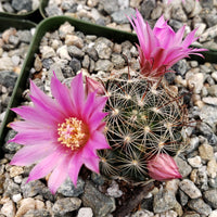 Rosa Mammillaria Blumensamen zur Aussaat – Garten beliebt – Traditionssorte & ohne Gentechnik Samen Hausgarten