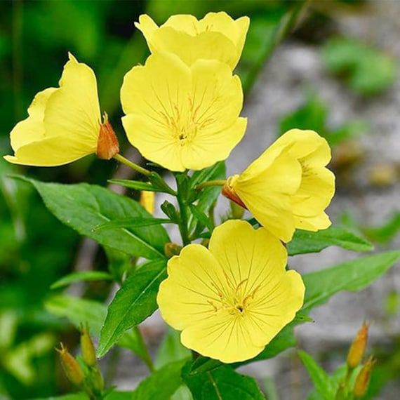 Oenothera Lamarckiana Blumensamen zur Aussaat leuchtend Traditionssorte & ohne Gentechnik Samen Hausgarten