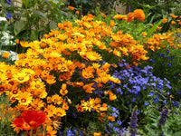 Orange Anthemoides Blumensamen zur Aussaat – leuchtende einjährige Blüten für Ihren Garten
