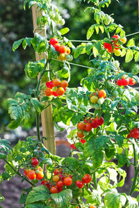 Rot Opalka Gemüsesamen - Easy Planting for Home Gardens