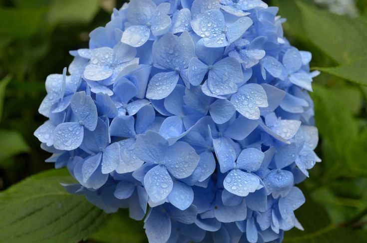 Sea Blau Geranie Pelargonium Blumensamen zur Aussaat pflegeleicht Traditionssorte & ohne Gentechnik Samen Hausgarten
