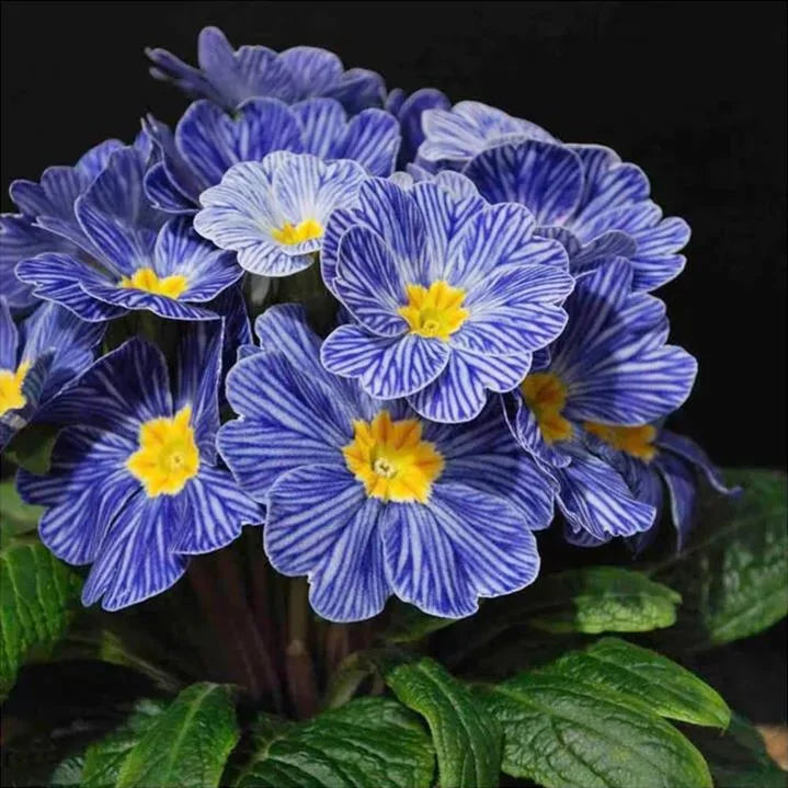 Primel Acaulis hell Blau Samen zur Aussaat – European Blumensamen