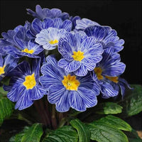 Primel Acaulis hell Blau Samen zur Aussaat – European Blumensamen