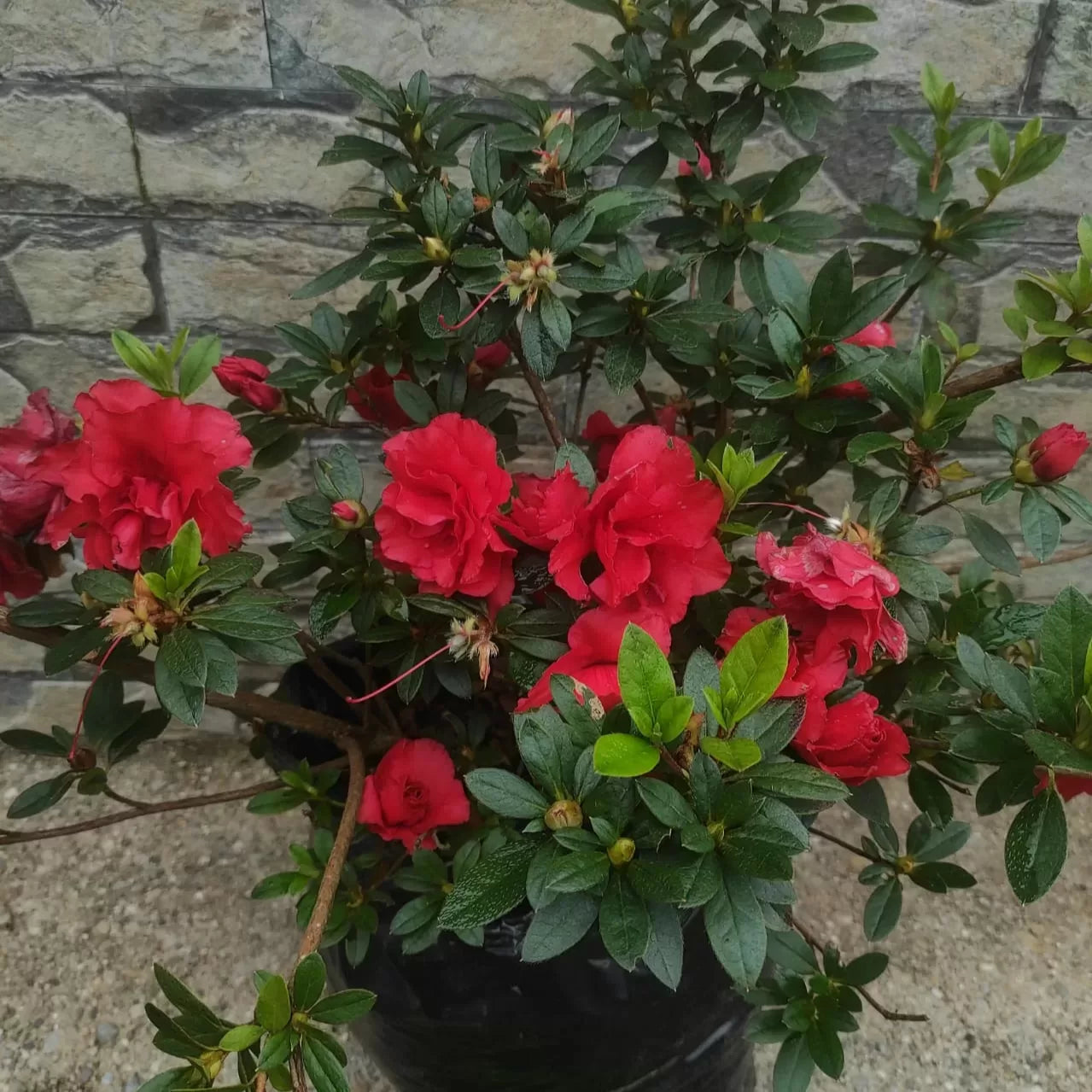 Premium rot azalea samen for anpflanzung blume