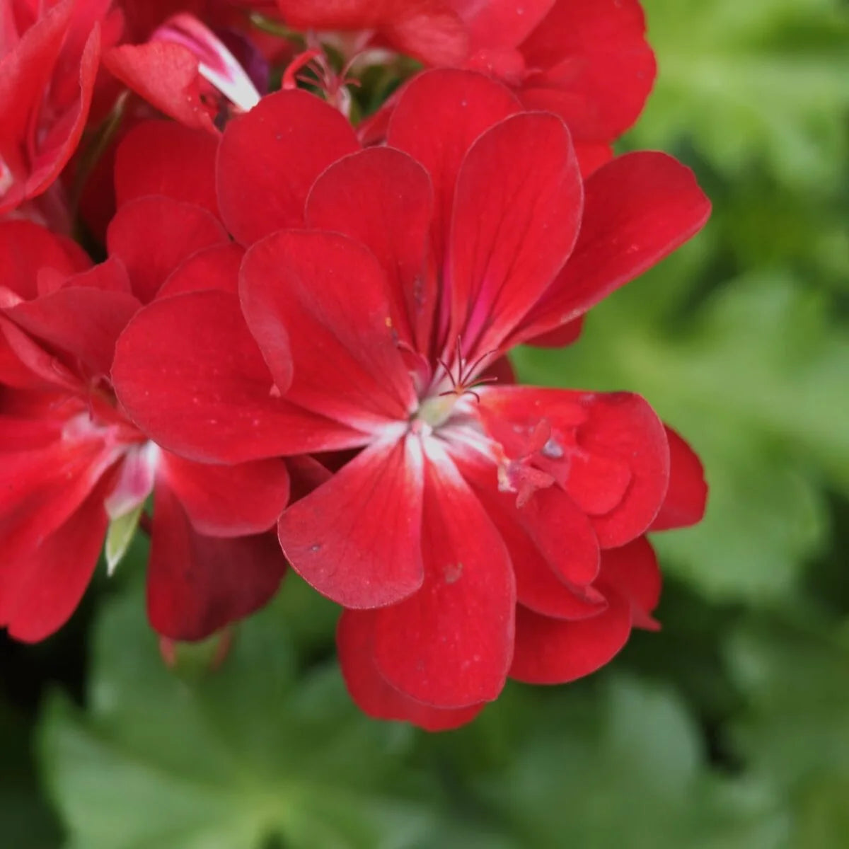 Kastanienrot Rot Pelargonium Peltatum Blumensamen zur Aussaat hochwertige Qualitäts- Traditionssorte & ohne Gentechnik Samen Hausgarten