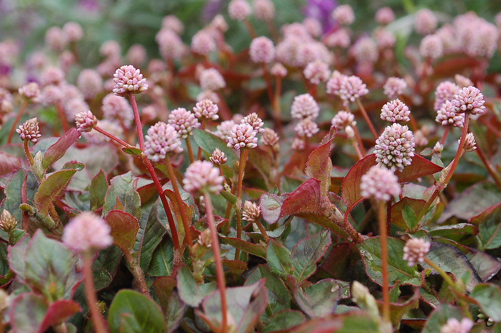 Polygonum Capitatum Blumensamen zur Aussaat pflegeleicht Traditionssorte & ohne Gentechnik Samen Hausgarten
