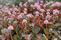 Polygonum Capitatum Blumensamen zur Aussaat pflegeleicht Traditionssorte & ohne Gentechnik Samen Hausgarten