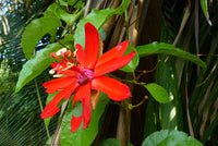 Passiflora Coccinea Blumensamen zur Aussaat Landhaus Garten wichtig Traditionssorte & ohne Gentechnik Samen Hausgarten